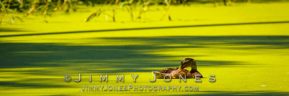 Mallard Duck
