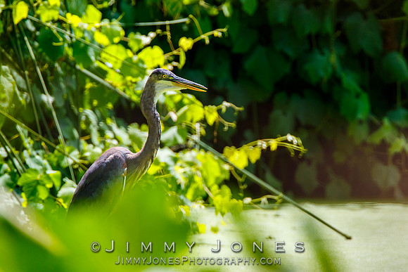 Blue Heron