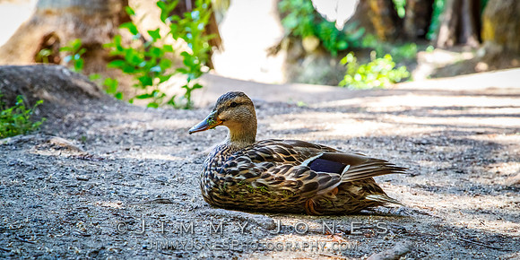 Mallard Duck