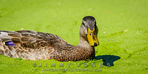 Mallard Duck