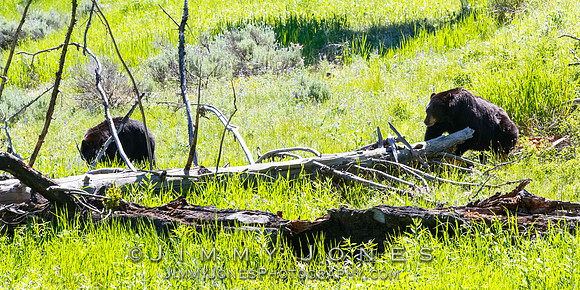 Black Bear Standoff