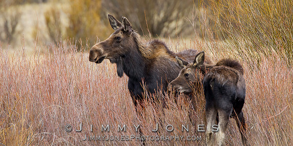 Moose Cow w/ Calf
