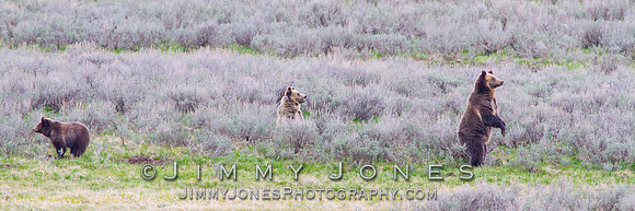 Grizzly Bear Sow with Cubs
