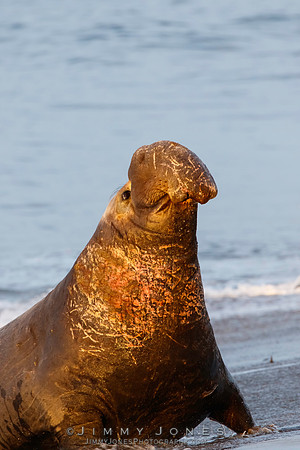 Elephant Seal - CS/P0382
