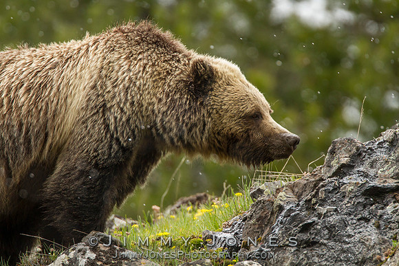 Grizzly Bear