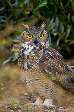 Great Horned Owl