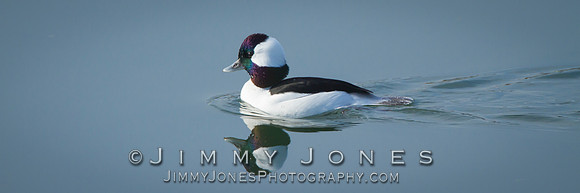 Bufflehead - BS/P0445