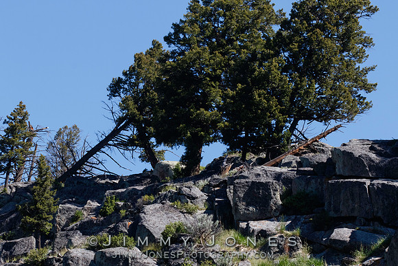 The '06 Female Rock Setting in Lamar Canyon