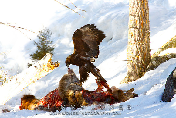 Golden Eagle