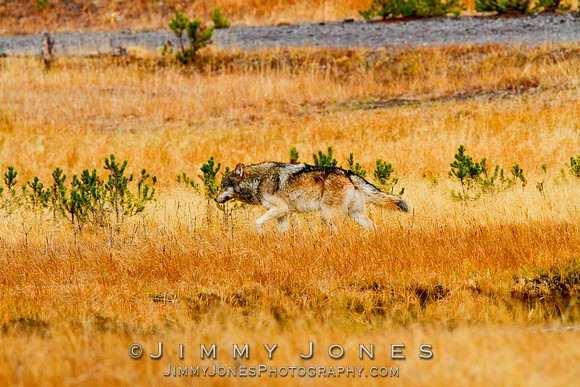 Canyon pack beta male