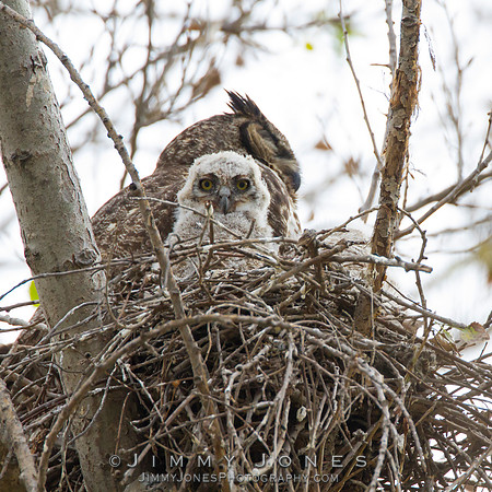 Great Horned Owl W/Owlets