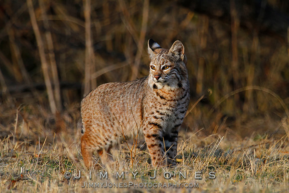 Bobcat
