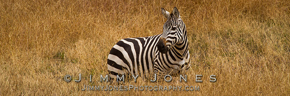 Captive Zebra -BS/P 0187