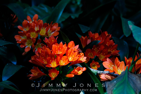 Natal Lilies