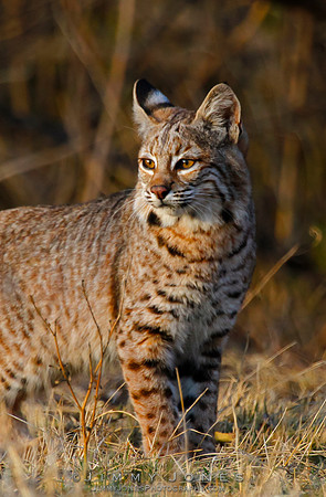Bobcat