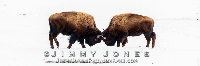Bison Sparring