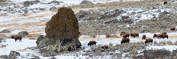 Bison Herd