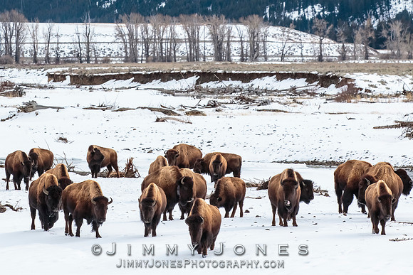 Bison Herd at The Confluence