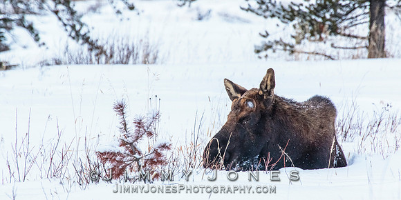 Silver Dollar Bull Moose