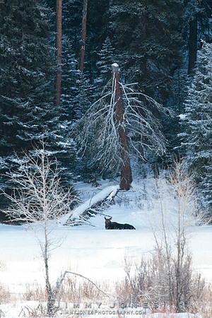 Silver Dollar Bull Moose
