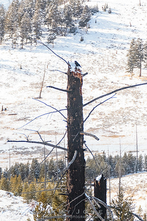 Raven on Deadwood