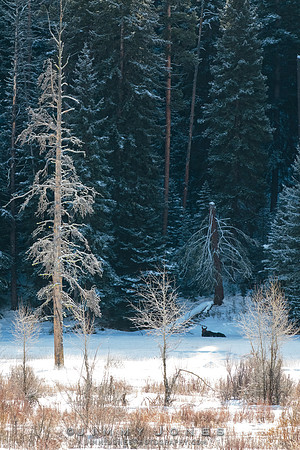 Silver Dollar Bull Moose