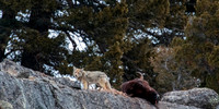 Bison Carcass in Lamar Canyon
