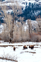 Bison