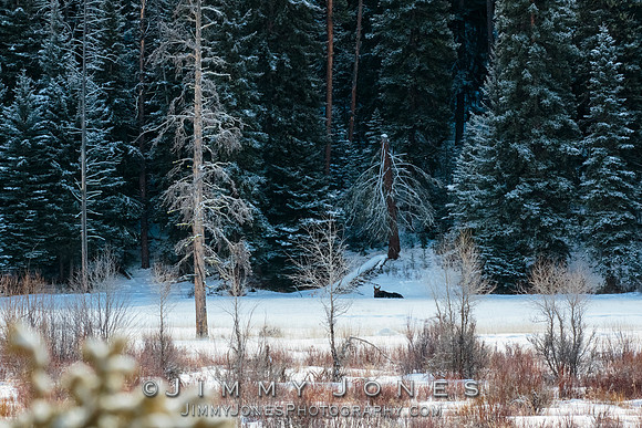 Silver Dollar Bull Moose