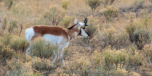 Pronghorn