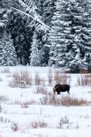 Moose