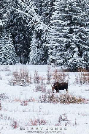 Moose
