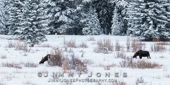 Moose