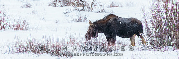 Silver Dollar Bull Moose