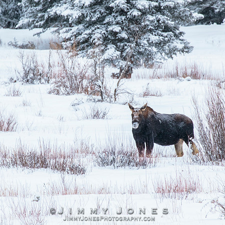 Silver Dollar Bull Moose