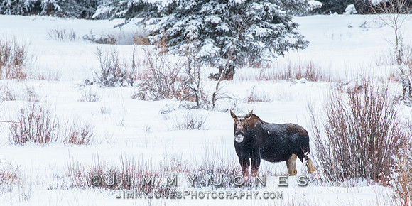 Moose