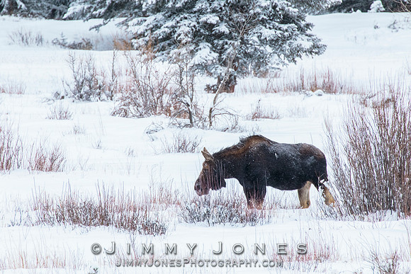 Silver Dollar Bull Moose