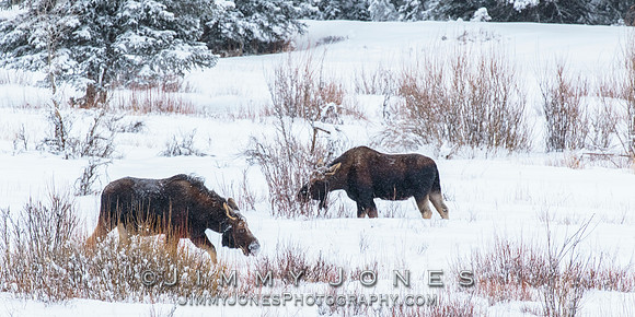Moose