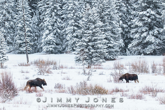 Moose