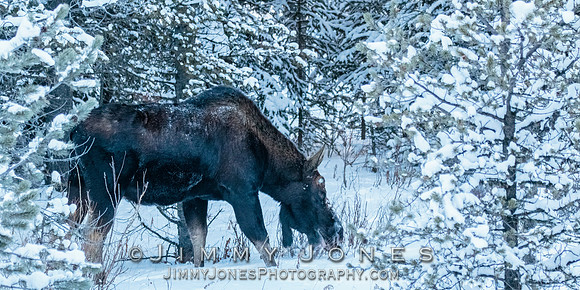 Silver Dollar Bull Moose