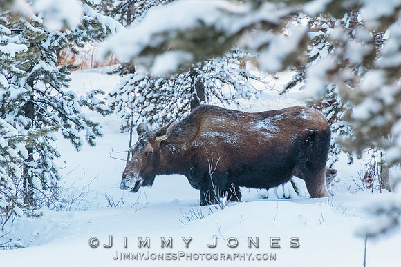 Moose