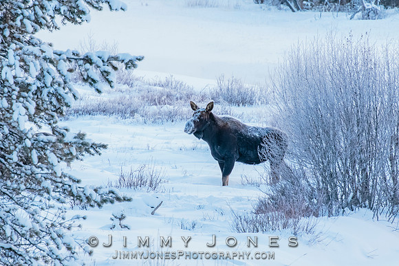 Silver Dollar Bull Moose