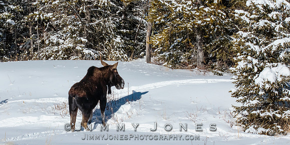 Silver Dollar Bull Moose