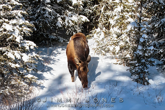 Moose Cow