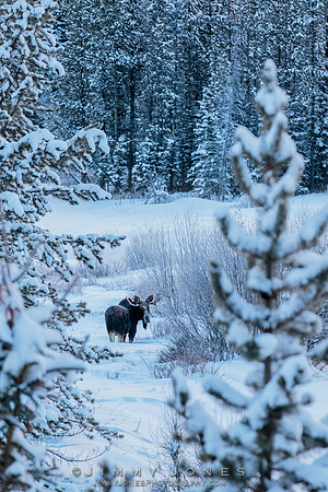Moose