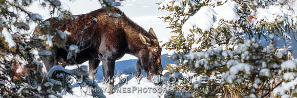 Silver Dollar Bull Moose