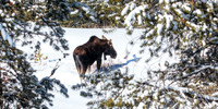Silver Dollar Bull Moose
