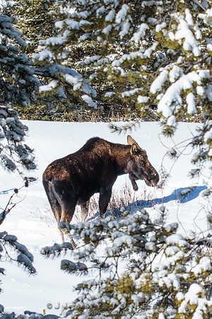 Silver Dollar Bull Moose
