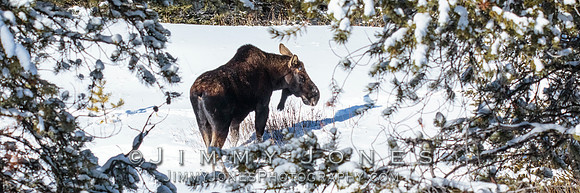 Silver Dollar Bull Moose