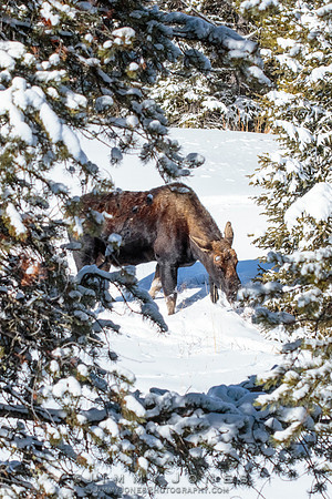 Silver Dollar Bull Moose